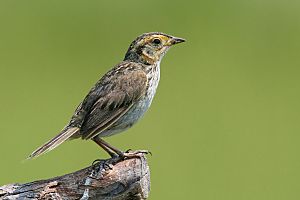 Saltmarsh sharp tailed sparrow