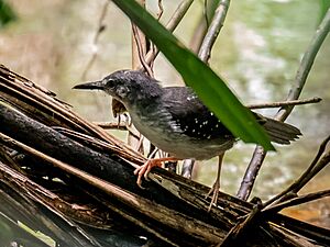 Sclateria naevia - Silvered antbird (male), Manacapuru, Amazonas, Brazil.jpg