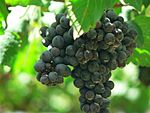 Shiraz Grapes.jpg