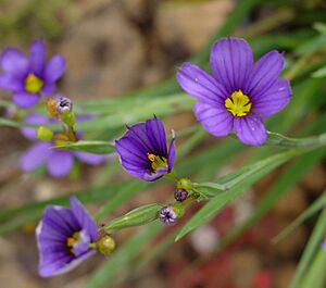 Sisyrinchium bermudianum B