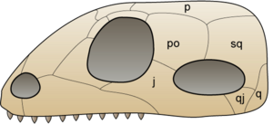 Skull synapsida 1