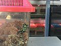 Southern corroboree frog breeding facility 01 Taronga 2020-03-13