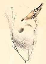Sporopipes squamifrons 1838