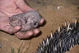 Tachyglossus aculeatus baby Museums Victoria