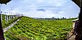 Temi Tea Garden Panoramic View