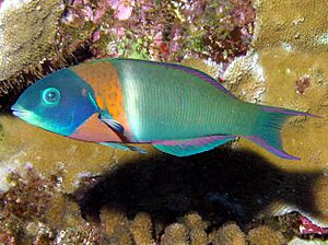 Thalassoma duperrey (Lanai, Hawaii).jpg