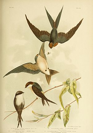 The birds of Australia (17065696432)