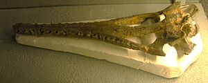 Thoracosaurus macrorhynchus - Maastricht