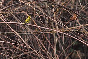 Tibetan Serin from Eaglenest Wildlife Sanctuary in Arunachal Pradesh
