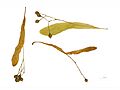 Tilia cordata MHNT.BOT.2004.0.780
