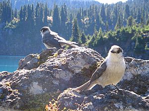 Two Grey Jays on a rock on a shore of Garibaldi Lake