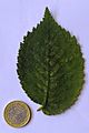 U. minor leaf