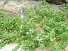 Vitex trifolia subsp. litoralis 01.jpg