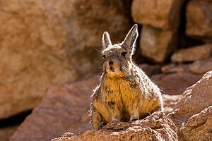 Vizcacha de la Sierra (Lagidium viscacia), Desierto de Siloli, Bolivia, 2016-02-03, DD 33