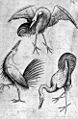 Woodcut of three long-legged and long-necked birds