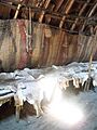Wampanoag Wigwam Plimoth Patuxet