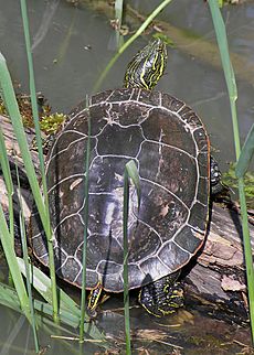 Western painted turtle (Chrysemys picta bellii), Oregon - 20060422