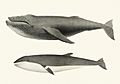 Whale comparison Public Domian photo by Charles Melville Scammon for coast of North America (1872)