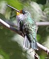White-bellied Hummingbird