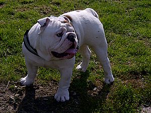White-red English bulldog