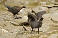 White-throated Dipper young one begging for food