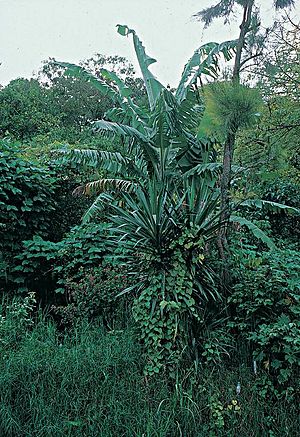 Yucca lacandonica fh 0376 MEX B.jpg