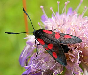 Zygaena filipendulae Hiiumaa