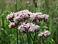 20160517Valeriana officinalis3