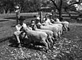4-H Club Boys with Shopshire Sheep