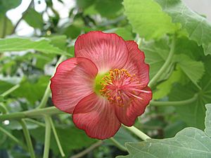 Abutilon menziesii - Ko'oloa'ula - fam-Malvaceae - stat-endangered.jpg