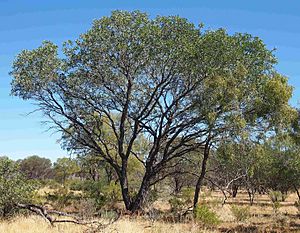 Acacia pruinocarpa habit.jpg