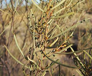Acacia trachycarpa foliage