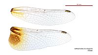 Aethriamanta circumsignata female wings (34888592942)