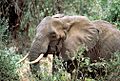 African elephant