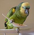 Amazona aestiva -pet eating from spoon-8a