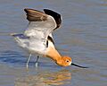 American Avocet2