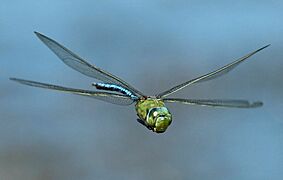 Anax imperator 2015 11 23 6807 (cropped)