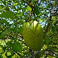 Annona glabra 06 - fruit on branch