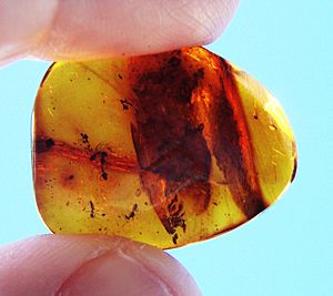 Ants in amber