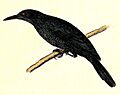 Aplonis corvina 1832.jpg