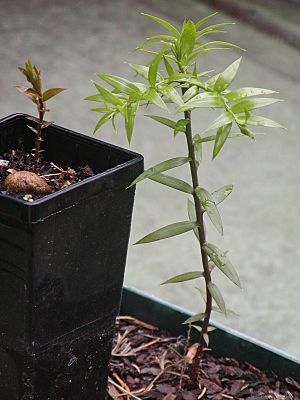 Araucaria bidwillii cultivation