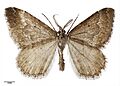 Asaphodes ida AMNZ21823-a