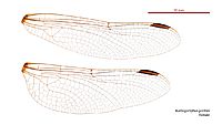 Austrogomphus gordoni female wings (35019267756)