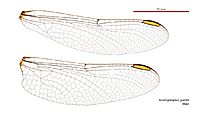 Austrogomphus guerini male wings (34671850850)