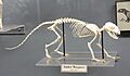 Banded mongoose Skeleton