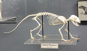 Banded mongoose Skeleton