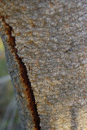 Banksia menziesii bark gnangarra