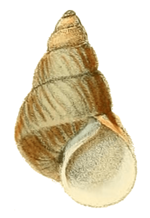 Bellamya aeruginosa shell 2