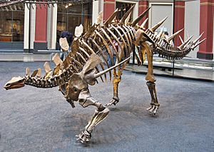 Berlin Naturkundemuseum Dino Eingangshalle
