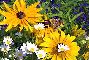 Blume mit Schmetterling und Biene 1uf